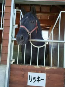 開拓地の馬は駄載力が求めた