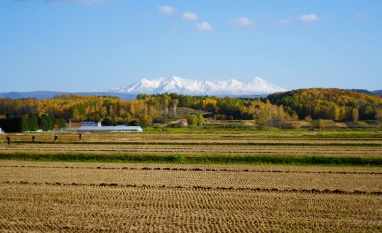 当麻の風景