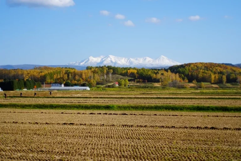 当麻の風景