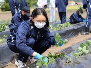 比布町の学生がいちごを定植