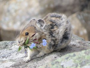 ナキウサギの鳴き声がこだまする秘境