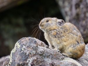 原始性豊かな国立公園